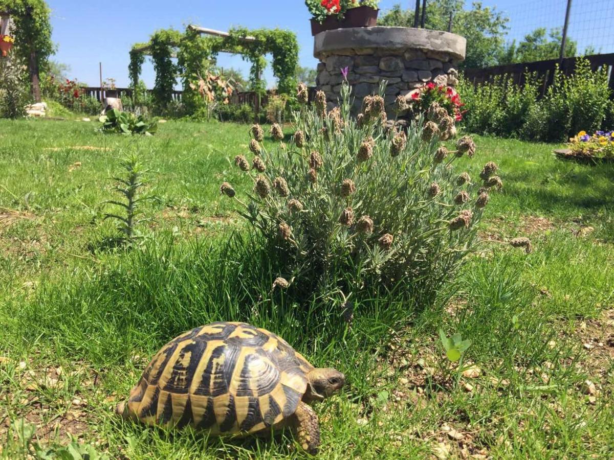 Villa Kuca Za Odmor Joko I Jeka Bogatić Exterior foto